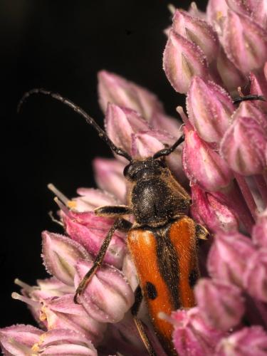 Vadonia iunipunctata gallica